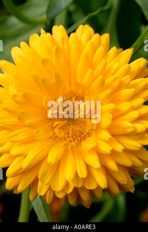 Dunkelgelbe Calendula Blume Stockfoto