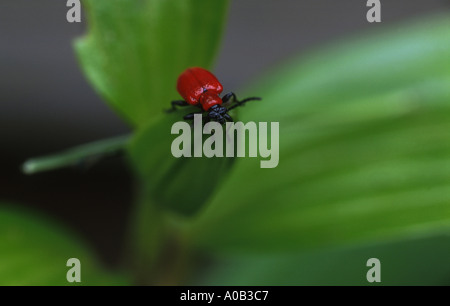 Rote Lilie Käfer Stockfoto