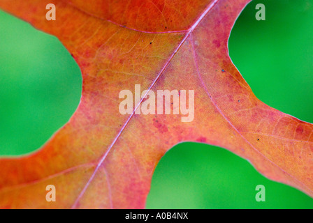 PIN-Eiche Baum Blatt rot im Herbst Quercus palustris Stockfoto