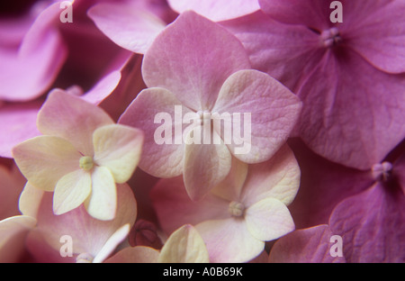 Nahaufnahme von zarten rosa und Creme Flowerlets von Mophead Hydrangea Macrophylla Niedersachsen Stockfoto