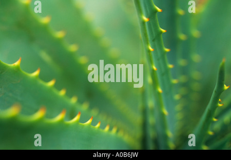 Die dicken saftigen Stängel der Aloe Stockschwämmchen mit gelben und roten Stacheln Kanten jedes Blatt Nahaufnahme Stockfoto