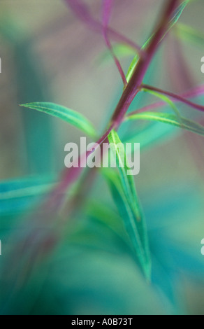 Atmosphärische Nähe lässt sich lila Stängel und Samenkapseln und grün Rosebay Weidenröschen oder Weidenröschen im Spätsommer Stockfoto