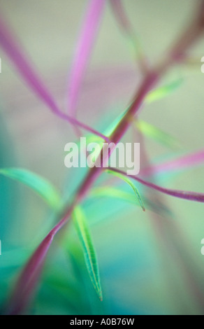 Atmosphärische Nähe lässt sich lila Stängel und Samenkapseln und grün Rosebay Weidenröschen oder Weidenröschen im Spätsommer Stockfoto