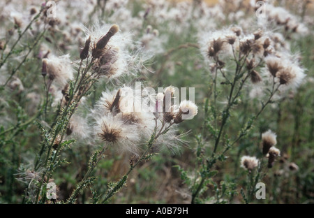 Gefiederten Samen auf Stielen von Creeping Thistle oder Cirsium Arvense Hintergrundbeleuchtung von Spätsommer-Sonne am Rand der abgeernteten Maisfeld Stockfoto