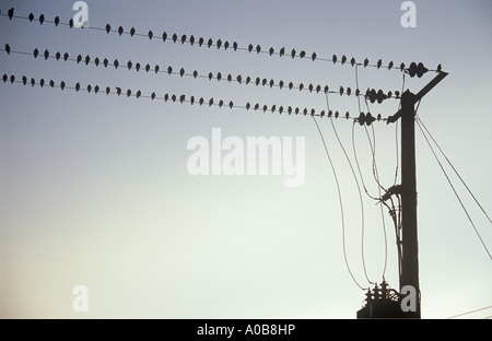 Zahlreiche Stare oder Sturnus Vulgaris sitzen auf drei parallele Leitungen Silhouette gegen den Abendhimmel Stockfoto