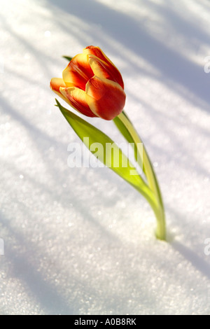 Tulpe in der Schnee-vertikal Stockfoto