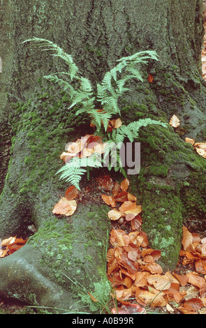 schmalen Sie Buckler-Farn, spinulose Schild Farn, spinulose Holz Farn, gezahnten Holz Farn (Dryopteris Carthusiana), auf der Basis eines t Stockfoto