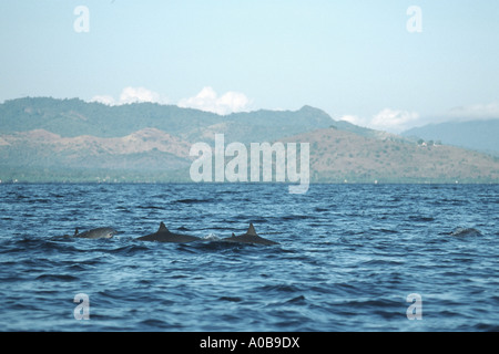 Shortsnouted Whitebelly Delphin, Frasers Delfin, Sarawak Delphin, Bornean Delphin (Lagenodelphis Hosei), Schule, Schwimmen, In Stockfoto