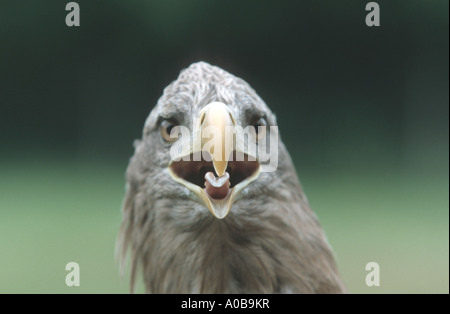 Meer Seeadler (Haliaeetus Horste), der größte Greifvogel Mitteleuropas, Porträt, schreien Stockfoto