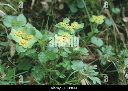 Stellvertreter-leaved Golden-Steinbrech (Chrysosplenium Alternifolium), blühen Stockfoto