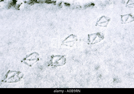 Stockente (Anas Platyrhynchos), Spuren im Schnee Stockfoto