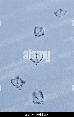 Stockente (Anas Platyrhynchos), Spuren im Schnee Stockfoto