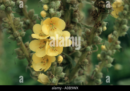 Blumen, dicht blühende Königskerze, dichten Königskerze (Verbascum Densiflorum) Stockfoto
