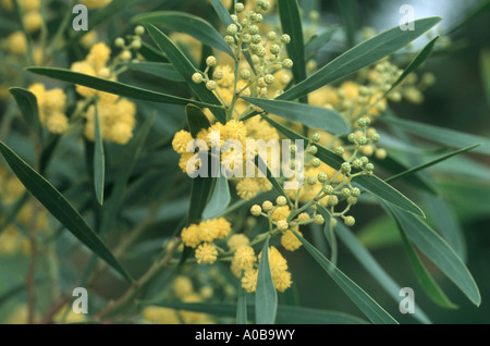 rotäugigen Flechtwerk, westlichen Küsten Akazie (Acacia Cyclops), blühen Stockfoto