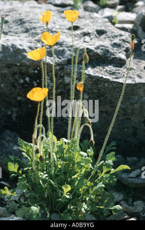 Rhaeticum Mohn (Papaver Rhaeticum), blühen Stockfoto