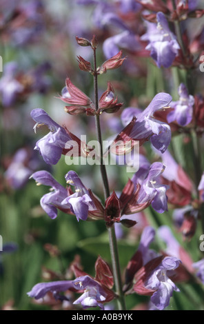 gemeinsamen Salbei, Küche Salbei (Salvia Officinalis), Blumen Stockfoto