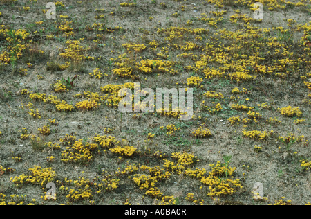 gemeinsamen Mauerpfeffer, Fetthenne, moosige Fetthenne, Wand-Pfeffer, Gold-Moos (Sedum Acre), beißen, auf trockenen meadw Stockfoto