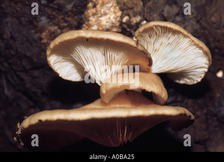 Pleurotus sp Austernpilz Klasse Homobasidiomycetes Serie Hymenomycetes Ordnung Agaricales Dies ist die gemeinsame Speisepilz Stockfoto