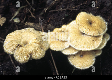 Favolus sp Klasse Homobasidiomycetes Serie Hymenomycetes Bestellung Aphyllophorales A weichen leicht ledrigen Pilz mit Sechskant Stockfoto