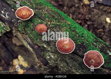 Trichter geformte Polypore Klasse Homobasidiomycetes Serie Hymenomycetes Bestellung Aphyllophorales häufig gefunden auf abgestorbenem Holz wächst Stockfoto