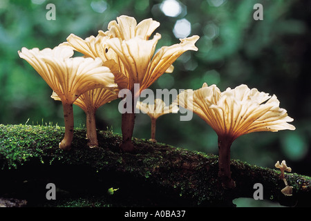 Auricularia sp Ohr Pilz Heterobasidiomycetes Tremellales Pilz Juden hautnah. Ähnelt der Auricularia Konsistenz Stipe vorhanden Stockfoto