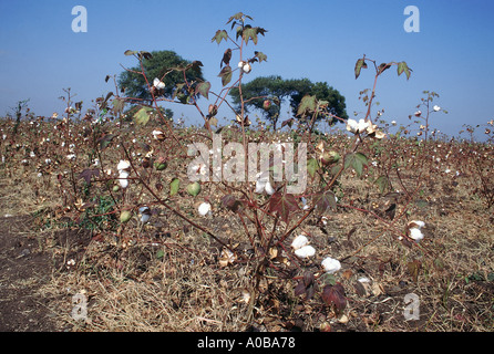 Reife Werk A Reife Baumwolle Baumwollpflanze mit Wattebällchen kurz vor der Ernte Stockfoto