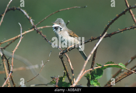 Whitethroat (Sylvia Communis), Männlich, sitzen auf Zweig, Niederlande Stockfoto