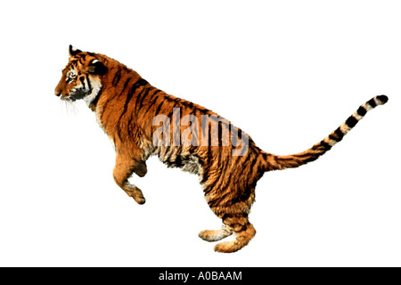 Tiger (Panthera Tigris), springen Stockfoto