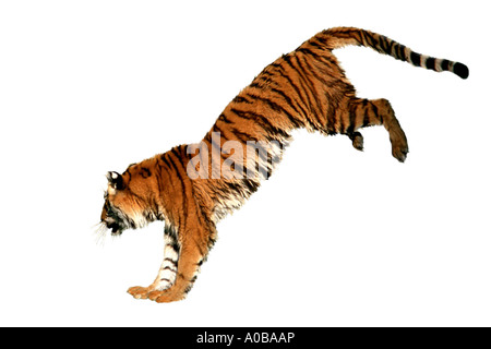 Tiger (Panthera Tigris), springen Stockfoto