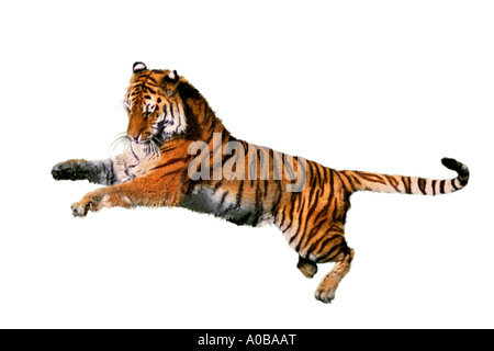 Tiger (Panthera Tigris), springen Stockfoto