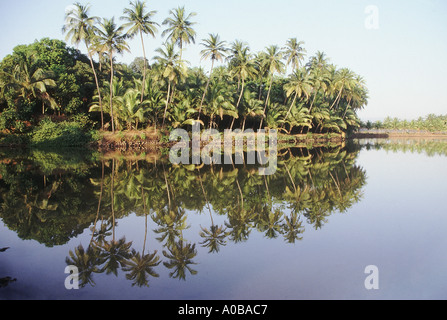 Kokospalmen im Wasser gespiegelt. Goa, Indien. Stockfoto