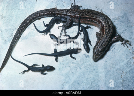 vivipare Eidechse, europäischen gemeinen Eidechse (Lacerta Vivipara), mit jungen Stockfoto