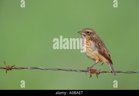 gemeinsamen Schwarzkehlchen (Saxicola Torquata), voll Fleged Juvenile, Spanien Stockfoto