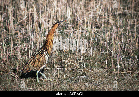 Eurasische Rohrdommel (Botaurus Stellaris), im Schilf, Niederlande Stockfoto