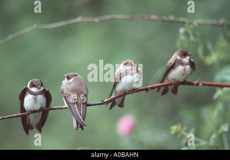 Uferschwalbe (Riparia Riparia), Gruppe, Österreich Stockfoto