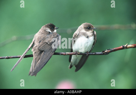 Uferschwalbe (Riparia Riparia), koppeln, sitzt auf einem Zweig, Österreich Stockfoto