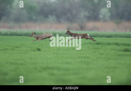 Reh (Capreolus Capreolus), springen, Österreich Stockfoto