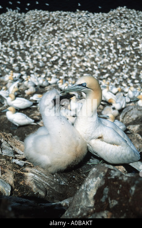 Basstölpel (Sula Bassana, Morus Bassanus), junge Erwachsene Witz in Kolonie, Vereinigtes Königreich, Bass Rock Stockfoto