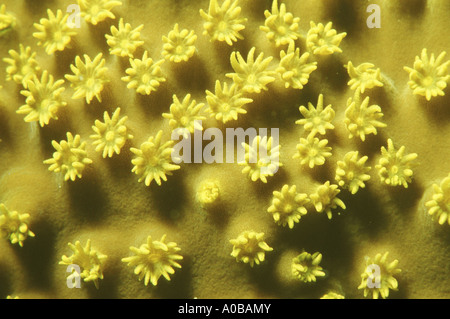 Koralle, gefalteten Salat Blättern Koralle, verdrehte Salat Korallen (Turbinaria Mesenterina), Detail mit Polypen, Ägypten Stockfoto
