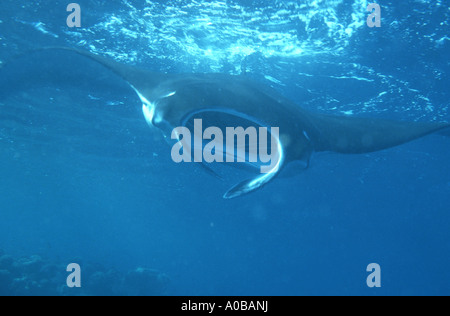 Manta, Atlantic Manta, riesigen Teufel Ray, riesigen Manta (Manta Birostris), Filtrierung Plankton, Ägypten Stockfoto