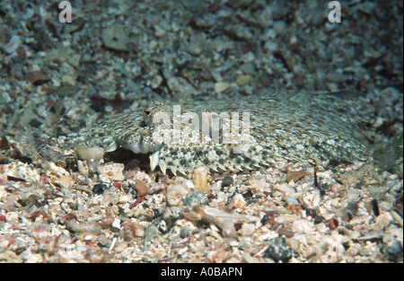 mit weit aufgerissenen Augen Flunder (Bothus Podas), Tarnung, Spanien Stockfoto