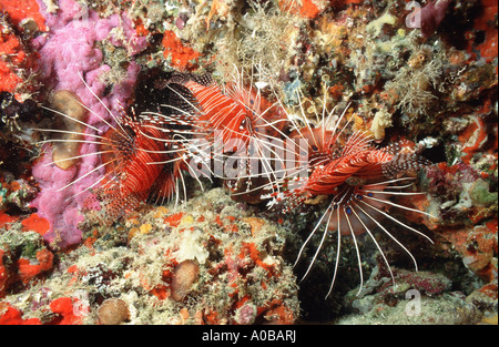 Spotfin Lionfish, Broadbarred Feuerfisch (Pterois Antennata), drei Personen, Malediven Stockfoto