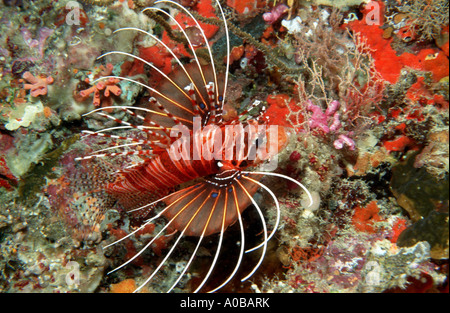 Spotfin Lionfish, Broadbarred Feuerfisch (Pterois Antennata), Schwimmen, Malediven Stockfoto