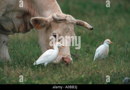 Kuhreiher, Buff-backed Reiher (Bubulcus Ibis, Ardeola Ibis), Duo mit grasen Rinder, Spanien Stockfoto