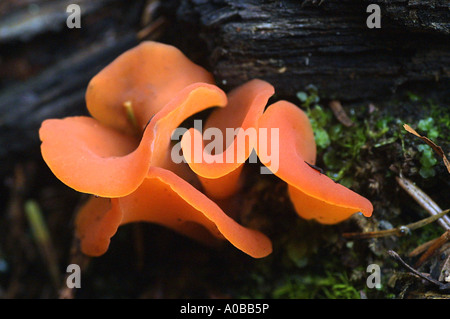 Orange Peel Pilz (Aleuria Aurantia) Fruchtkörper Körper Stockfoto