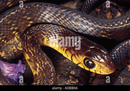 DHAMAN Ratte Schlange Coluber Mucosus nicht giftige, gemeinsamen. Bhimashankar, Maharashtra, Indien Stockfoto