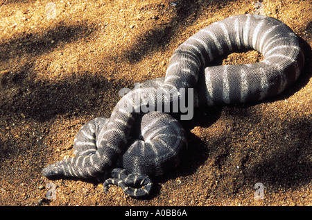 DATEI-SCHLANGE. Acrochordus Granulatus. Benannt wegen seiner Datei wie der Skalen Found in Bächen und Schlamm nicht giftig. Selten Stockfoto