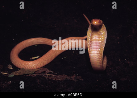 SPECTACLED COBRA. Naja Naja. Giftige, gemeinsame. Albino-Cobra. Katraj Snake Park Pune Maharashtra Indien Stockfoto