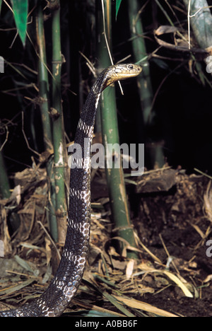 KÖNIGSKOBRA. Ophiophagus Hannah. Giftige selten. Katraj Snake Park Pune Maharashtra Indien Stockfoto