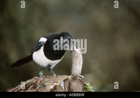 Schwarz-billed Elster (Pica Pica), einziges Tier mit einer toten Maus, Deutschland, Rheinland-Pfalz Stockfoto